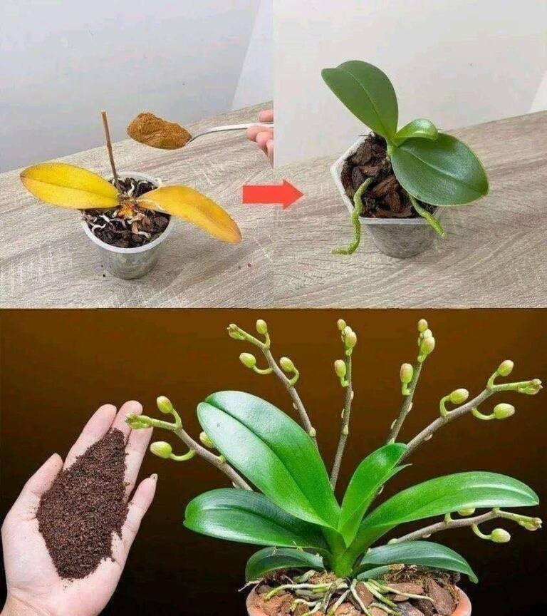 Schon ein Teelöffel genügt, und plötzlich erblüht die Orchidee auf wundersame Weise in einer Fülle von Blüten.