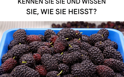 Schwarze Maulbeere: Reguliert den Blutdruck, verbessert das Sehvermögen, beugt Krebs vor und lindert Kopfschmerzen.