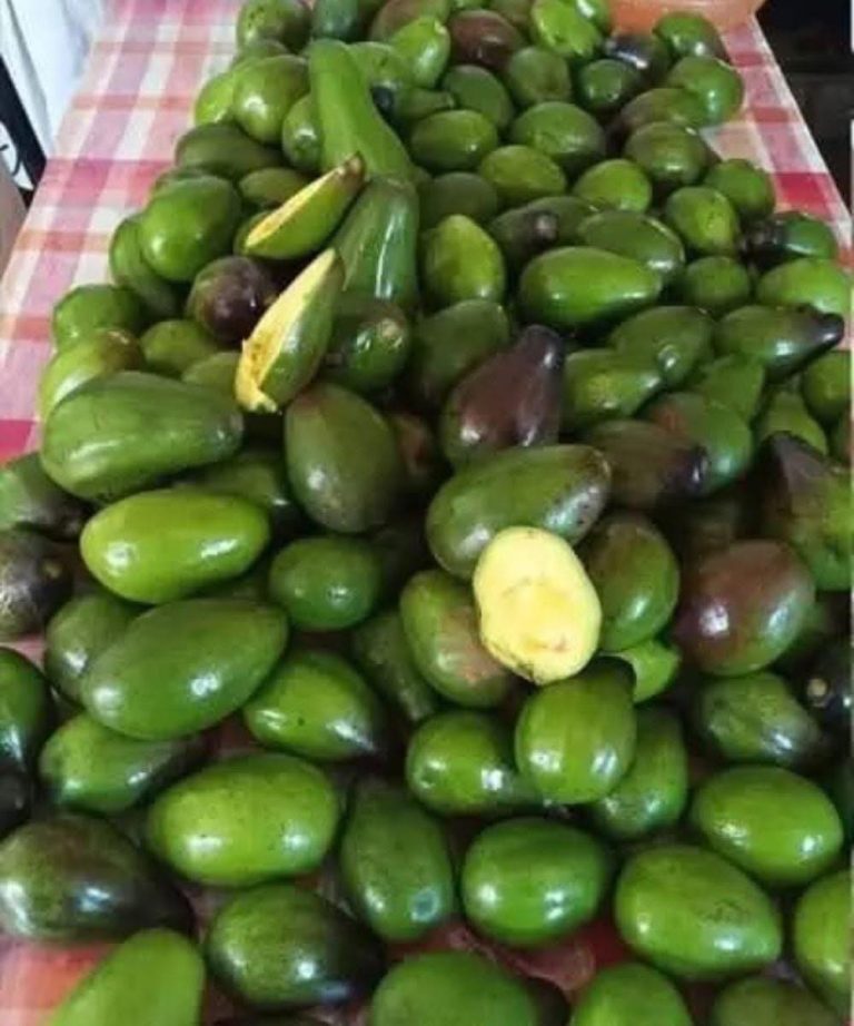 5 potenzielle Risiken beim Verzehr von Avocados, die Sie kennen sollten
