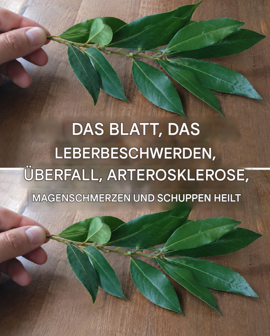 Das Blatt, das Leberbeschwerden, Sodbrennen, Arteriosklerose, Magenschmerzen und Schuppen heilt