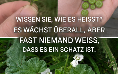 Alle Vorteile und Anwendungsmöglichkeiten der Malvina, einer wirkungsvollen Heilpflanze