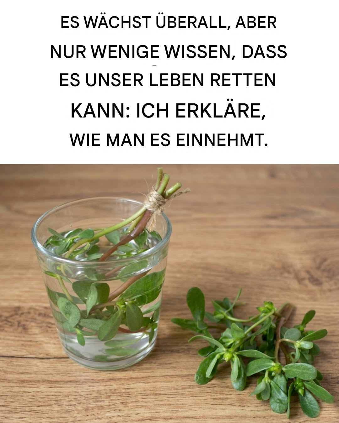 Die wunderbaren Eigenschaften von Portulak, wie man ihn erntet und wo man ihn findet