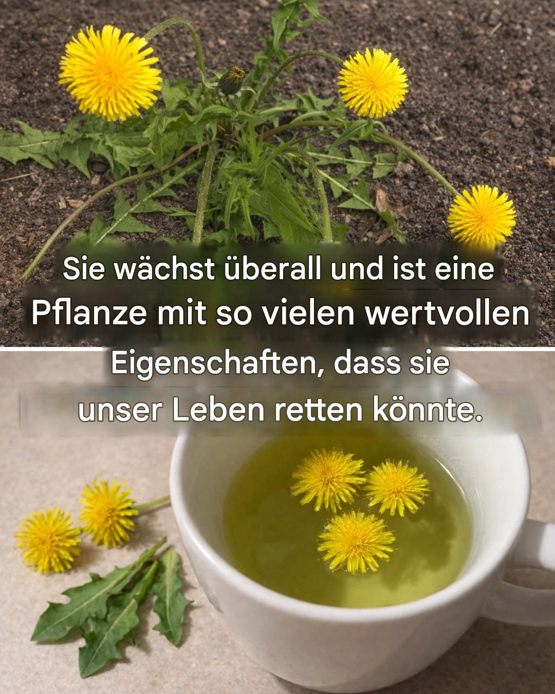 Löwenzahn: Er wächst überall und ist eine Pflanze mit vielen therapeutischen Eigenschaften.