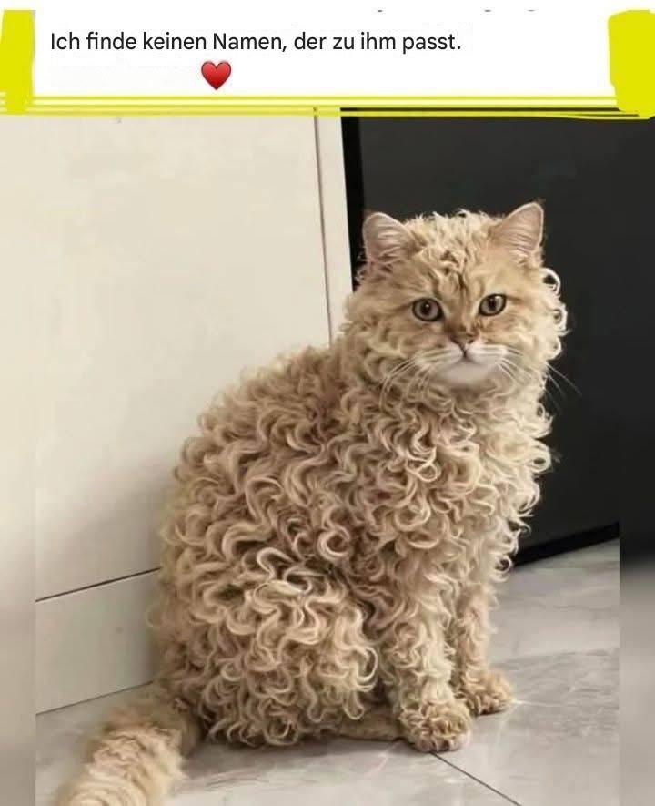 Diese Katze wartet noch auf ihren Namen