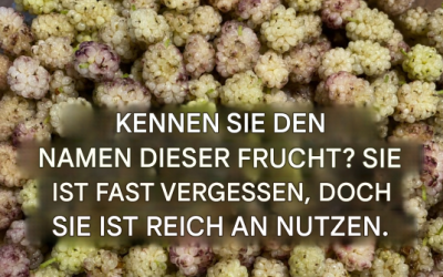 Vorteile der weißen Maulbeere: beugt Krebs vor, heilt Diabetes und hilft beim Abnehmen