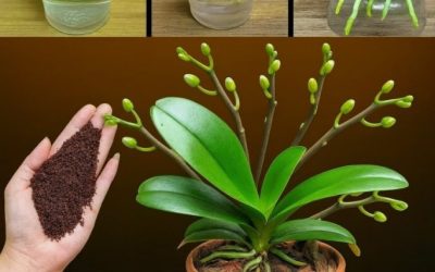 Hier der beste Tipp, um verblühte Orchideen wiederzubeleben: Sie blühen schon in wenigen Tagen wieder!