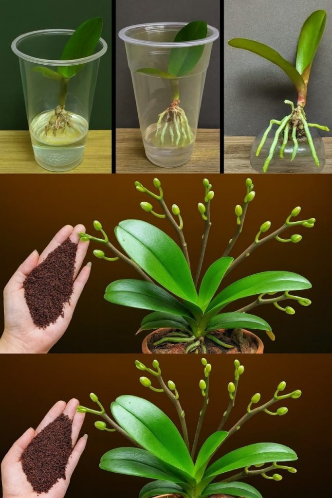 Hier der beste Tipp, um verblühte Orchideen wiederzubeleben: Sie blühen schon in wenigen Tagen wieder!