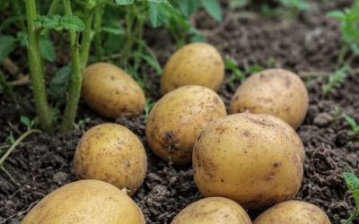 Kartoffeln: Was Ärzte wirklich über ihren Nutzen verraten (und welcher Fehler jeder macht)