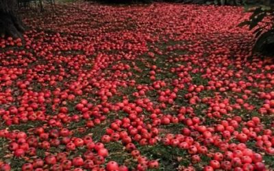 Mein Nachbar verlangte, dass ich meinen Apfelbaum fälle – Eines Morgens wachte ich auf und fand meinen gesamten Garten mit Äpfeln bedeckt.