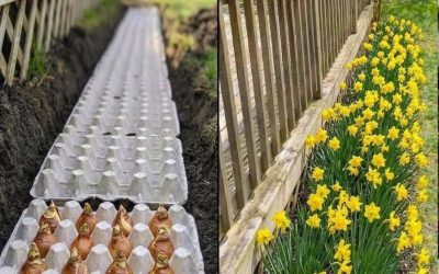 Der einfache Eierkarton-Trick für den perfekten Abstand beim Pflanzen von Blumenzwiebeln