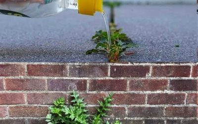 Die natürliche Lösung gegen Unkraut: So werden Sie es ohne Chemikalien los